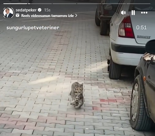 Catssedatpeker