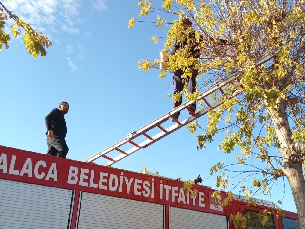 Ağaçta mahsur kalan yavru kedi itfaiye ekiplerince kurtarıldı