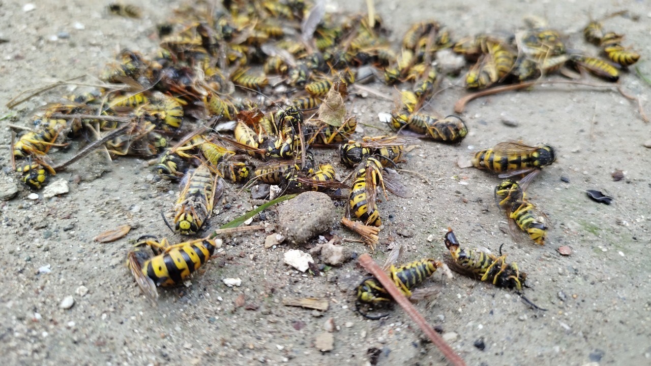 C5255Db9 C08C 4913 A04A 4D5C064D3807