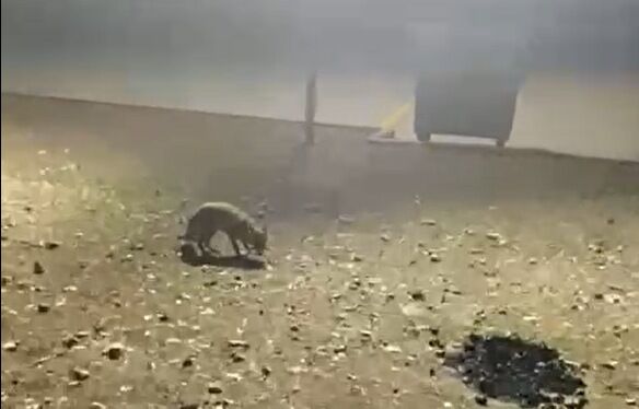 Piknik yapan gençler tilkiyle karşılaştı! O anlar kameraya yansıdı