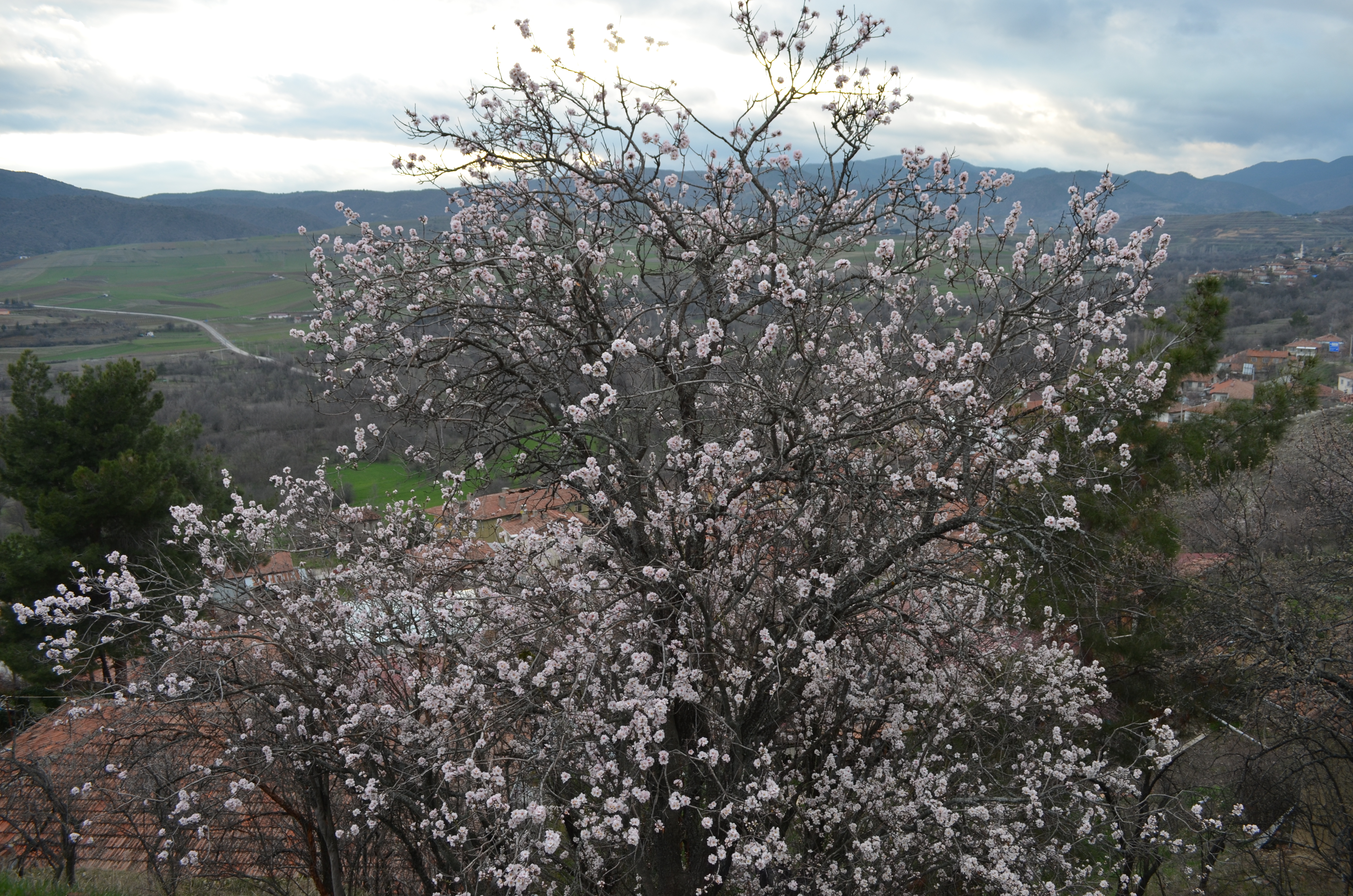 A A 20260224 40651539 40651537 C O R U M D A B A D E M A G A C L A R I E R K E N C I C E K A C T I