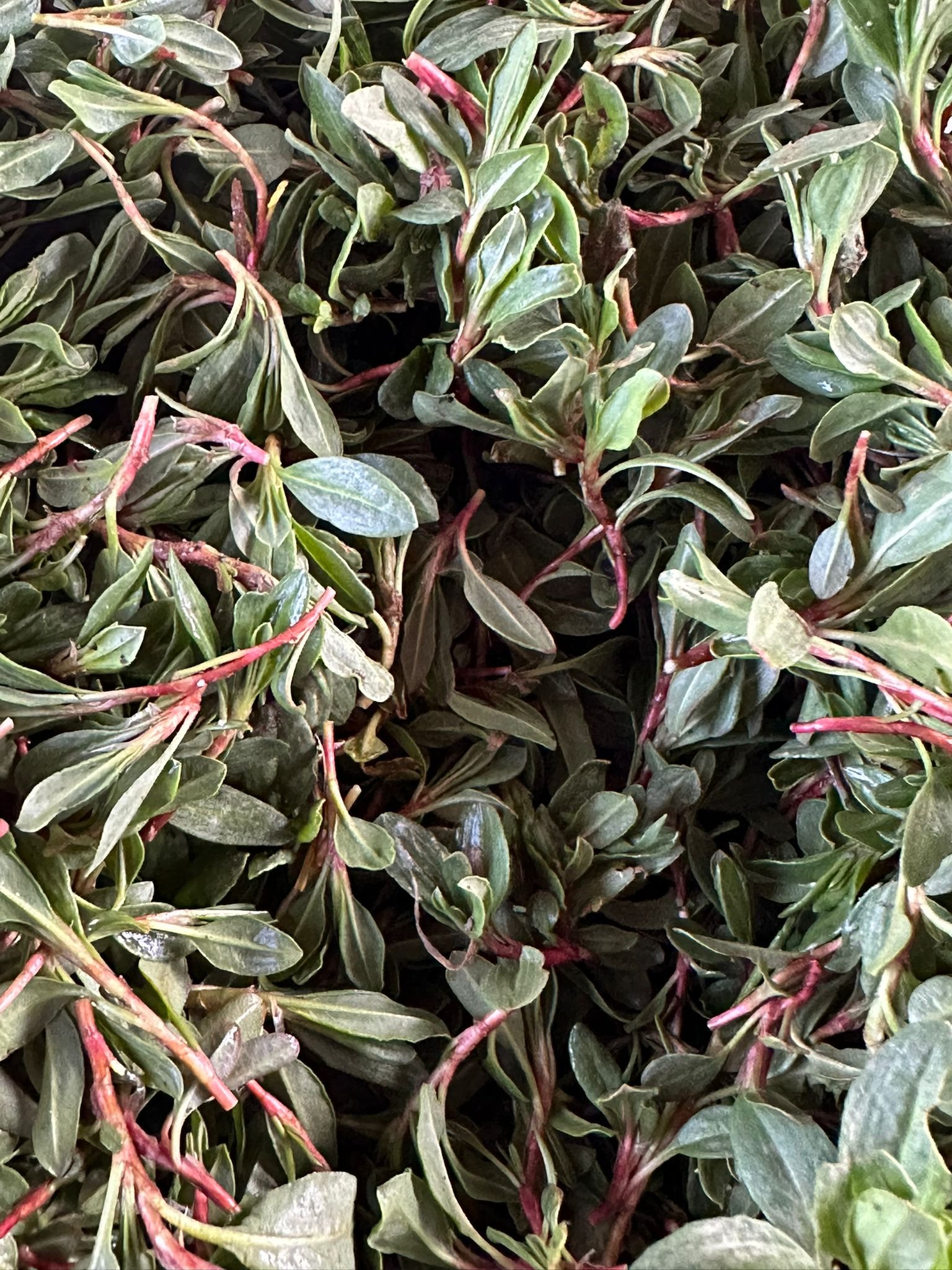 Whatsapp Image 2026 03 30 At 11.20.08 (1)