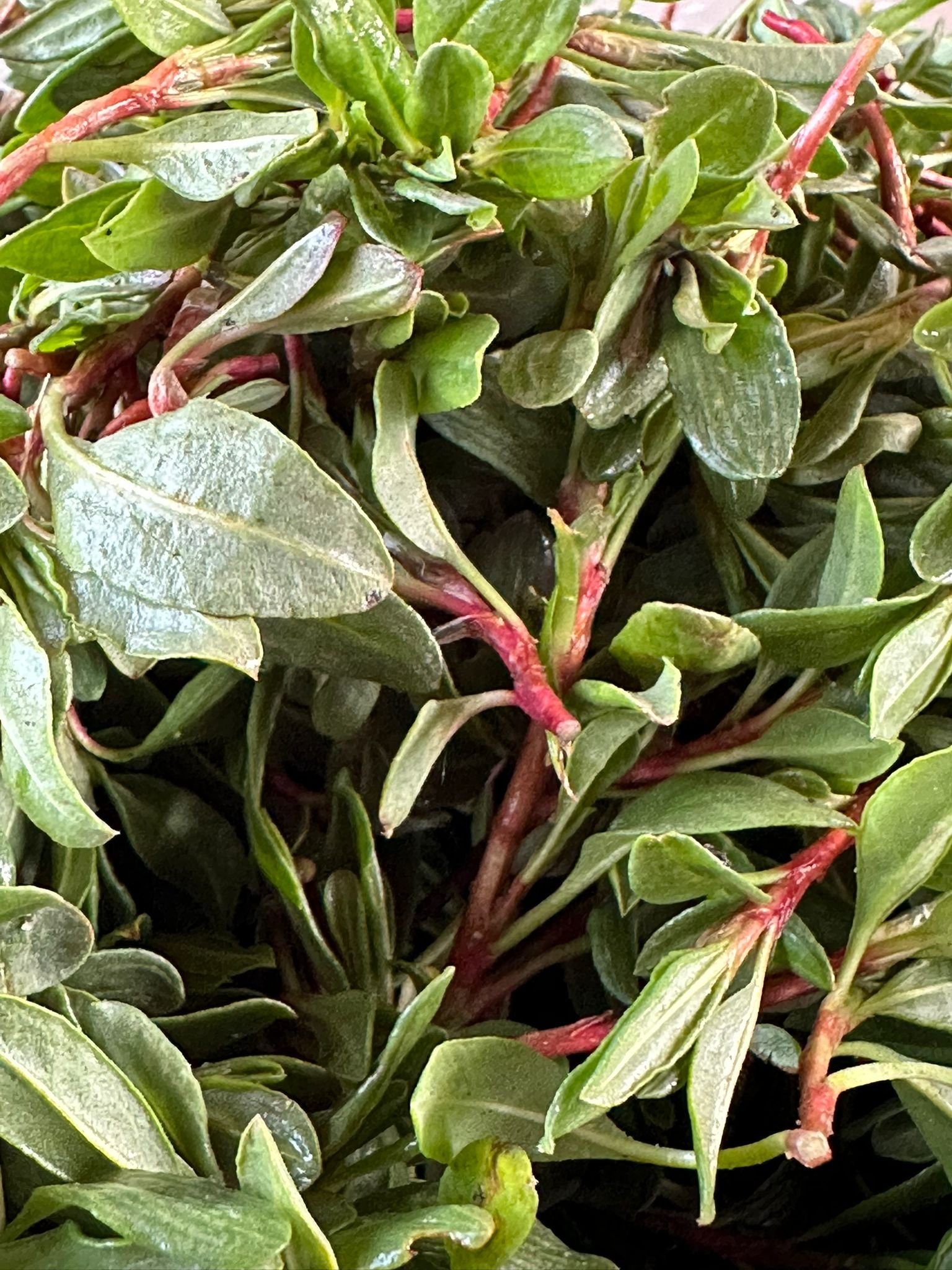 Whatsapp Image 2026 03 30 At 11.20.08