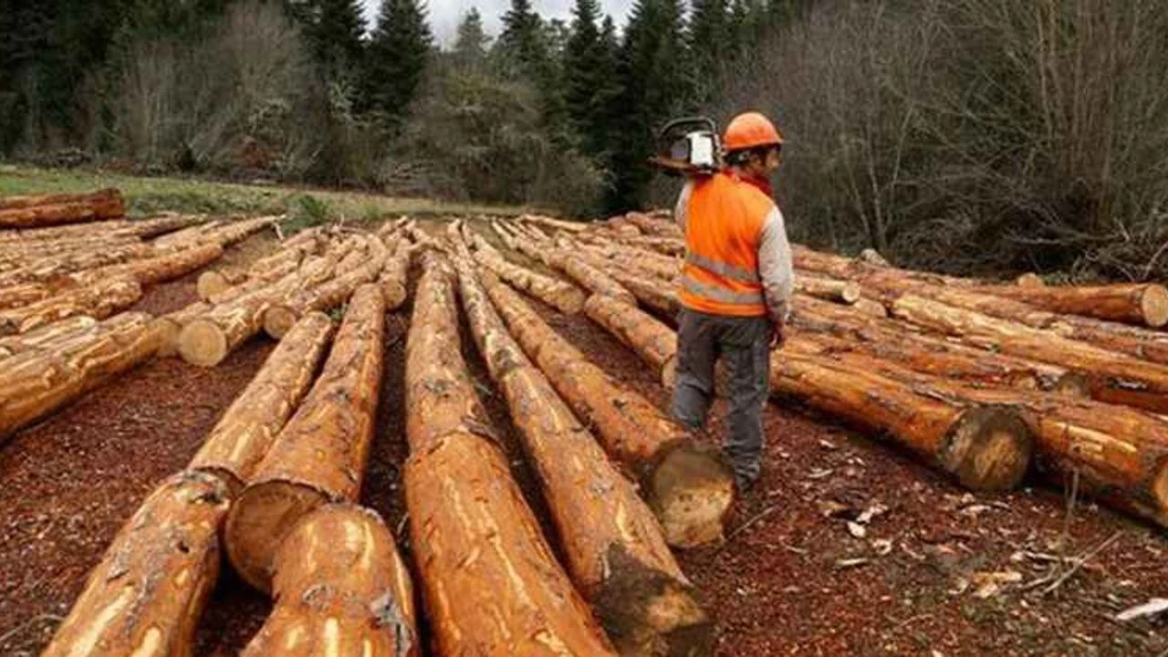 Mesaha işleri için danışmanlık hizmeti alınacaktır