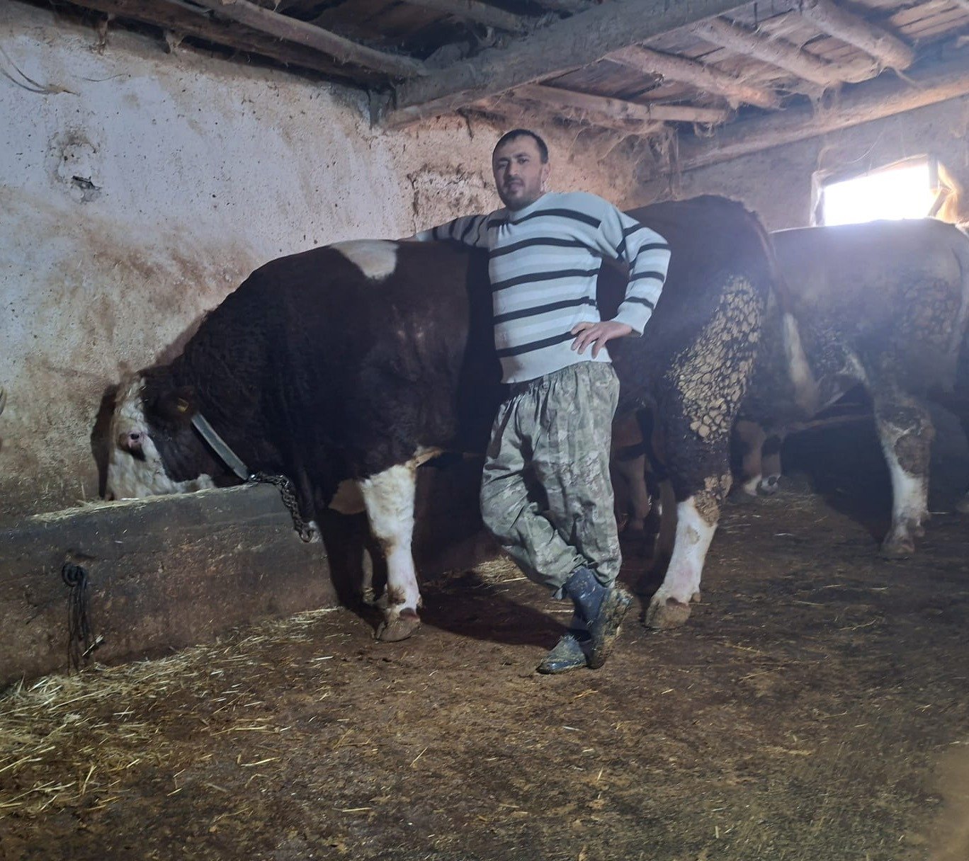 Değeri şaşırttı! 1 tonluk boğa 'Polat' satıldı!