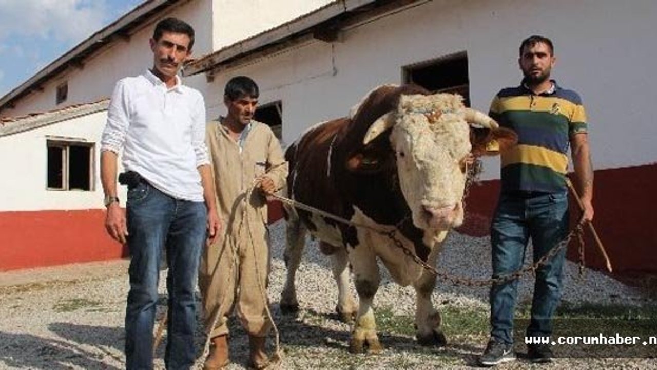 65 bin TL’lik boğa Ankaralı işadamına satıldı