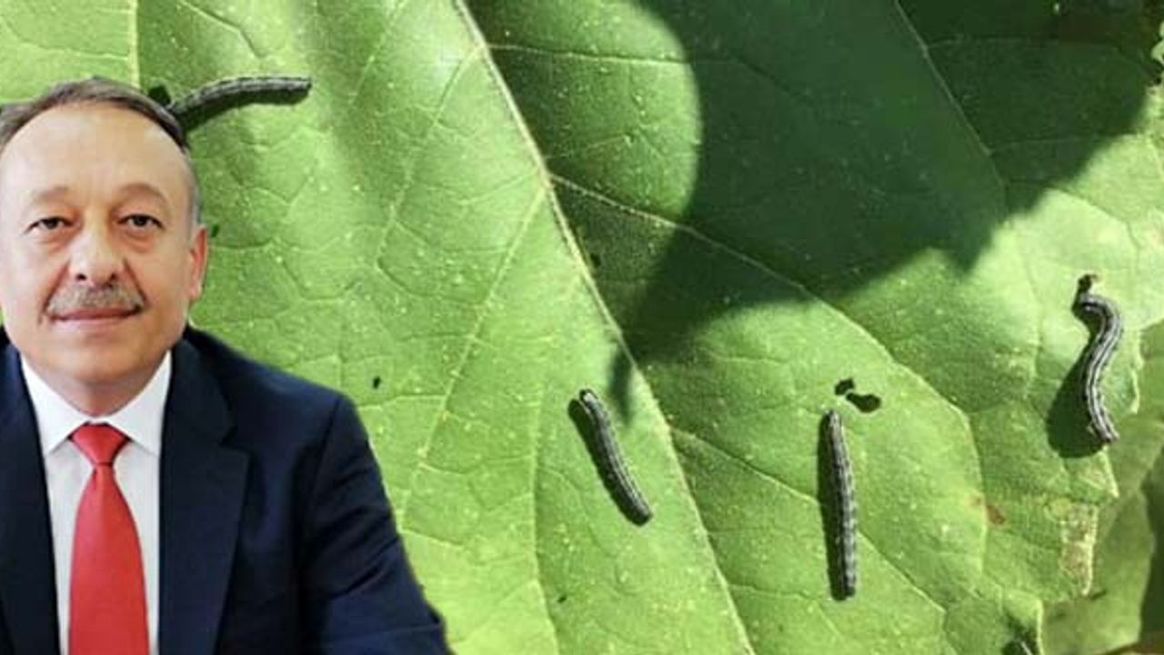 “Çayır tırtılı zararlısına karşı dikkatli olunmalı”