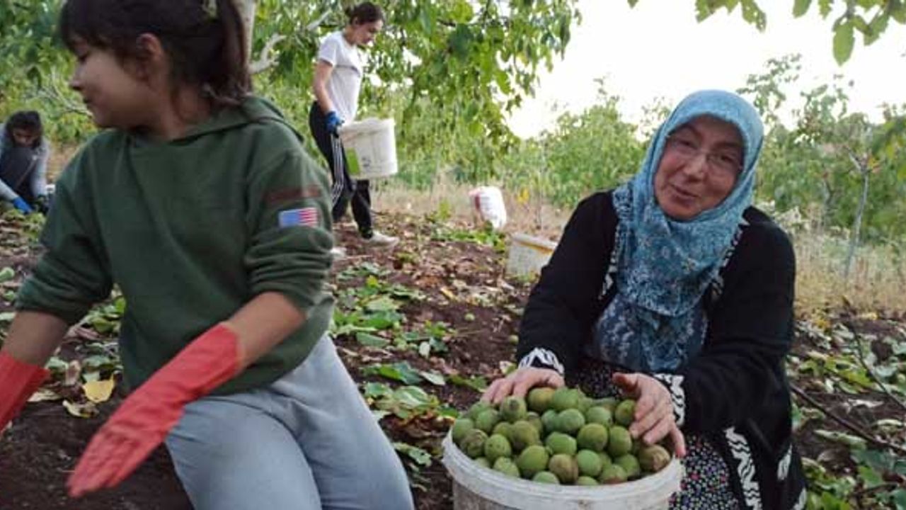 Oğuzlar cevizinin rekoltesi düşük, ama kalitesi yüksek