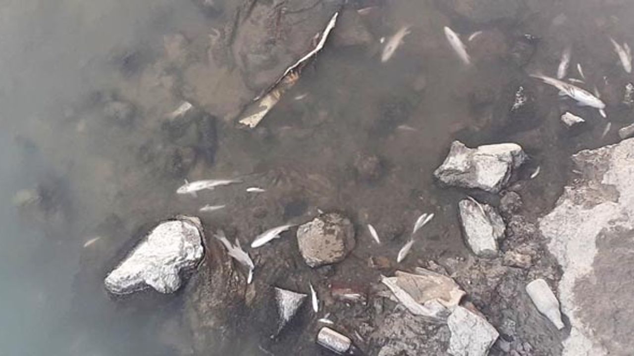 Su seviyesi düşen kanalda onlarca balık öldü