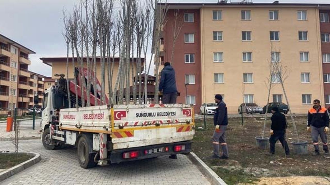Sungurlu'da 500 ağaç toprakla buluştu