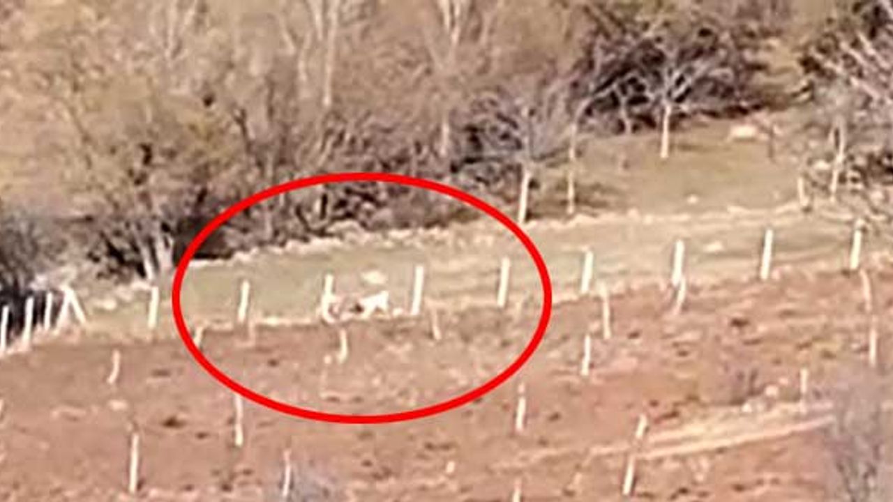 Yaşlı kadın köpeklerin saldırısına uğradı! O anlar kameraya yansıdı