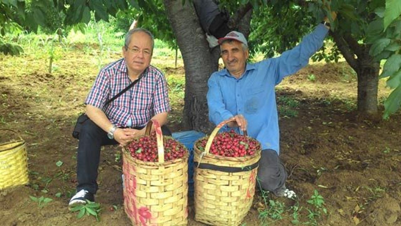 Kızılırmak havzası kiraz ve ceviz cenneti oluyor