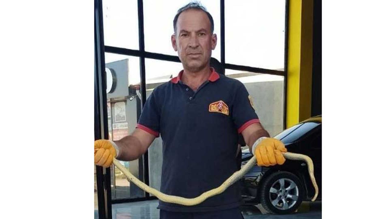 Otomobil galerisinde yılan paniği