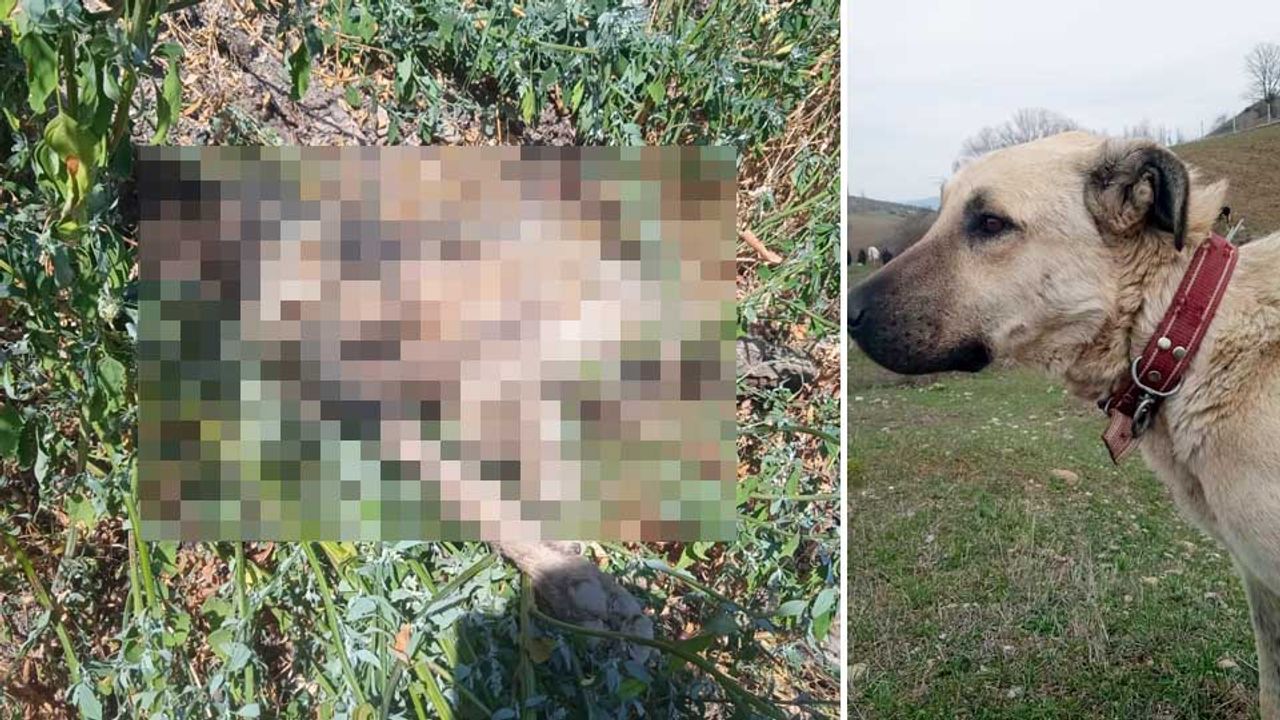 Kayıp çoban köpeği, vurulmuş halde ölü bulundu