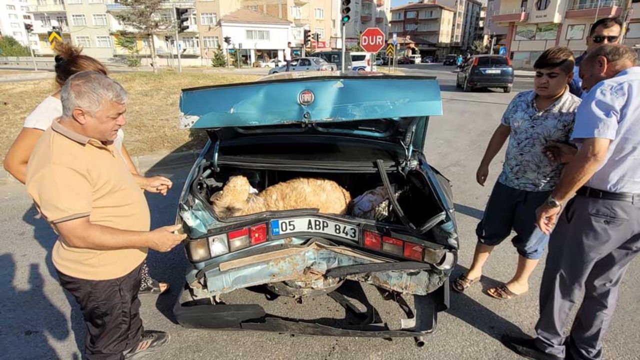 Otomobil bagajında mahsur kalan koyunu itfaiye kurtardı