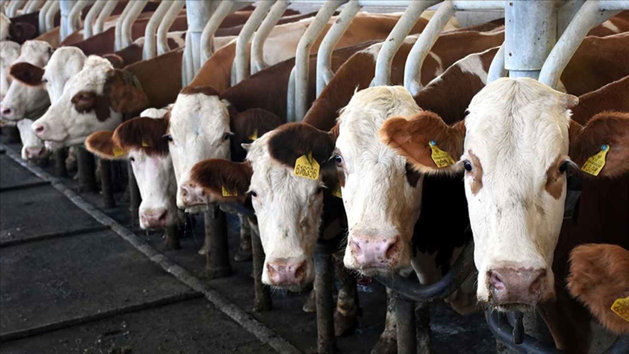 İnek sütü miktarı  Eylül’de % 4,6 arttı