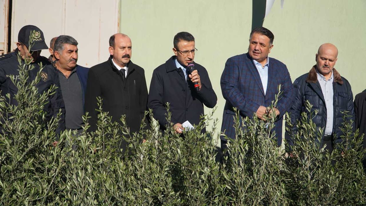 Çorum'da zeytin üretimi "Zeytin Fidanı Dağıtım Projesi" ile yaygınlaşacak
