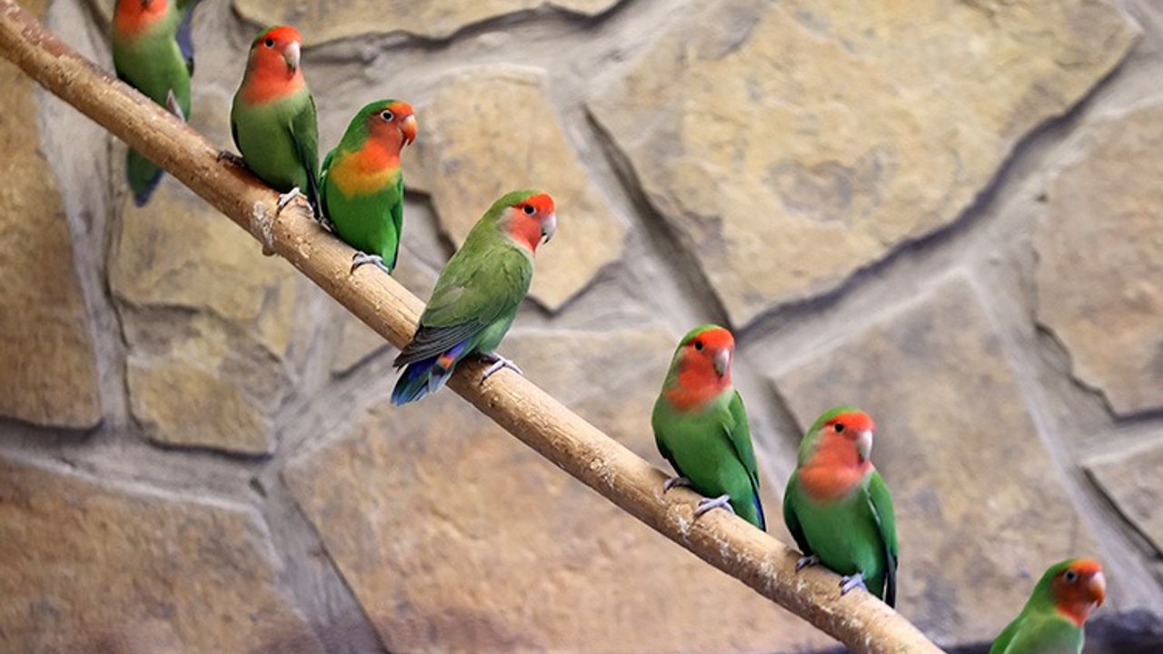 Hayvanat bahçesinin rengarenk papağanları  kış aylarında da yaz koşullarında yaşıyor