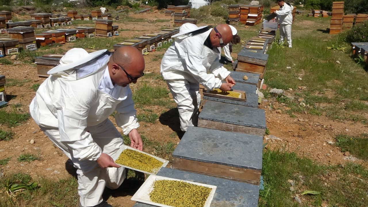 Şifa deposu polende hasat başladı