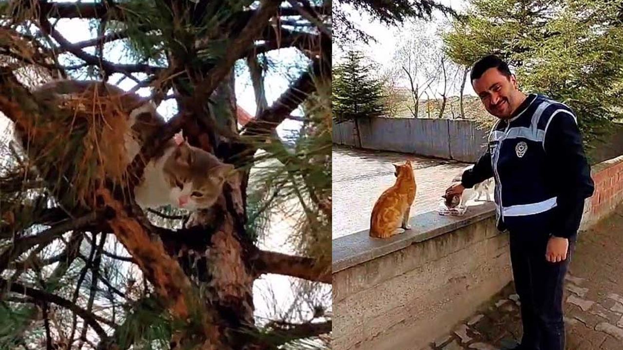 Ağaçta mahsur kalan kedi ekipler tarafından kurtarıldı