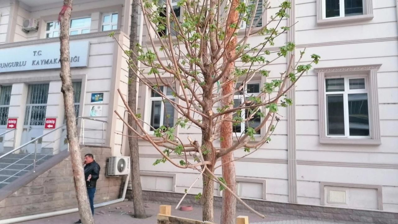 “Ağaçlara sahip  çıkalım” çağrısı