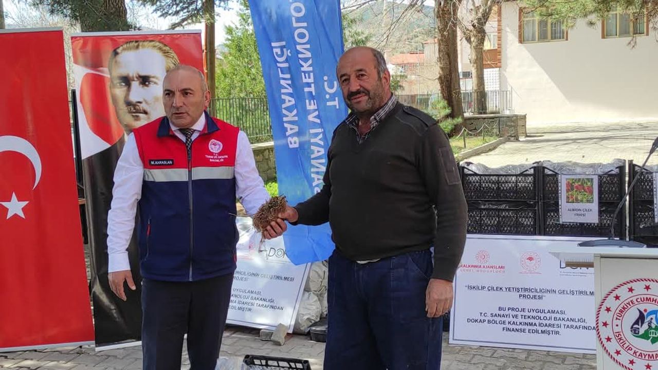 Çorum'da çiftçilere ücretsiz çilek fidesi dağıtıldı