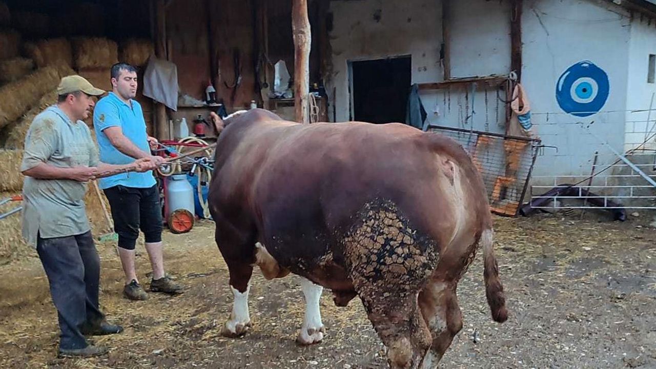 Çorum'da 1 tonluk boğa alıcı bekliyor
