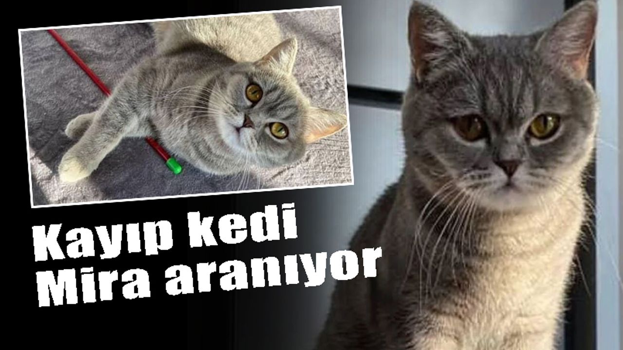 Kayıp kedi Mira aranıyor