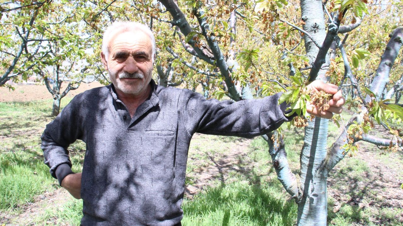 Zirai don Çorum'u vurdu! Üretici perişan: "Zararımız karşılanmaz"