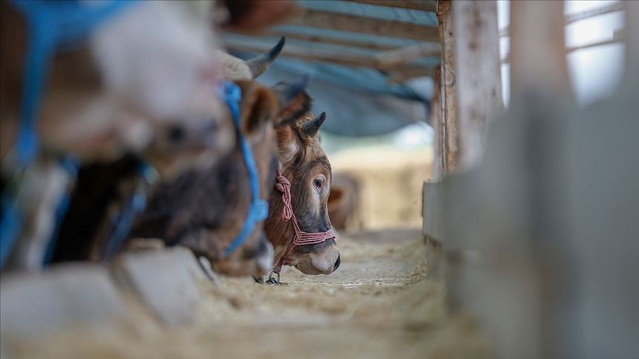 Kurban Bayramı öncesi Çorum'da yeni düzenleme