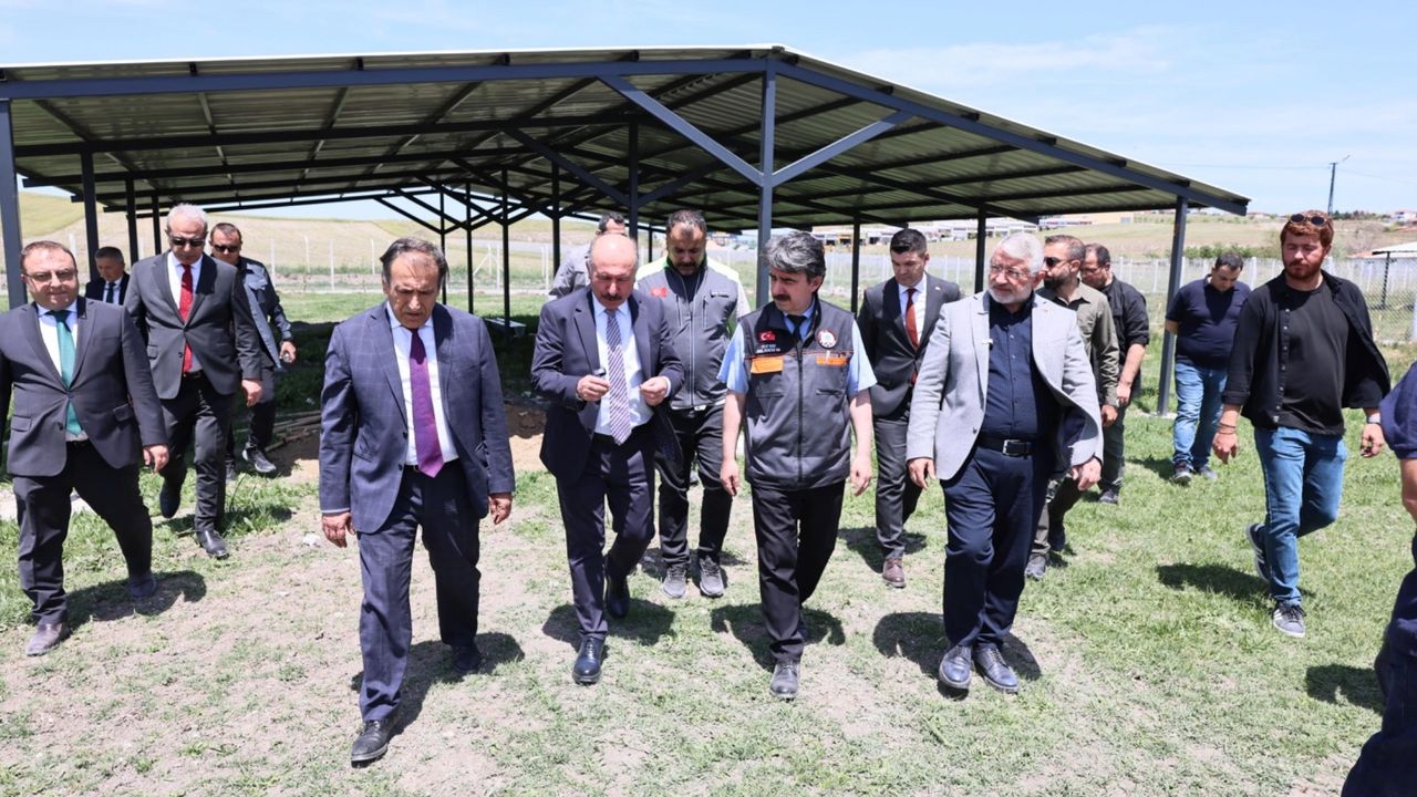 Çorum'da sokak hayvanları için  doğal yaşam alanı oluşturuldu