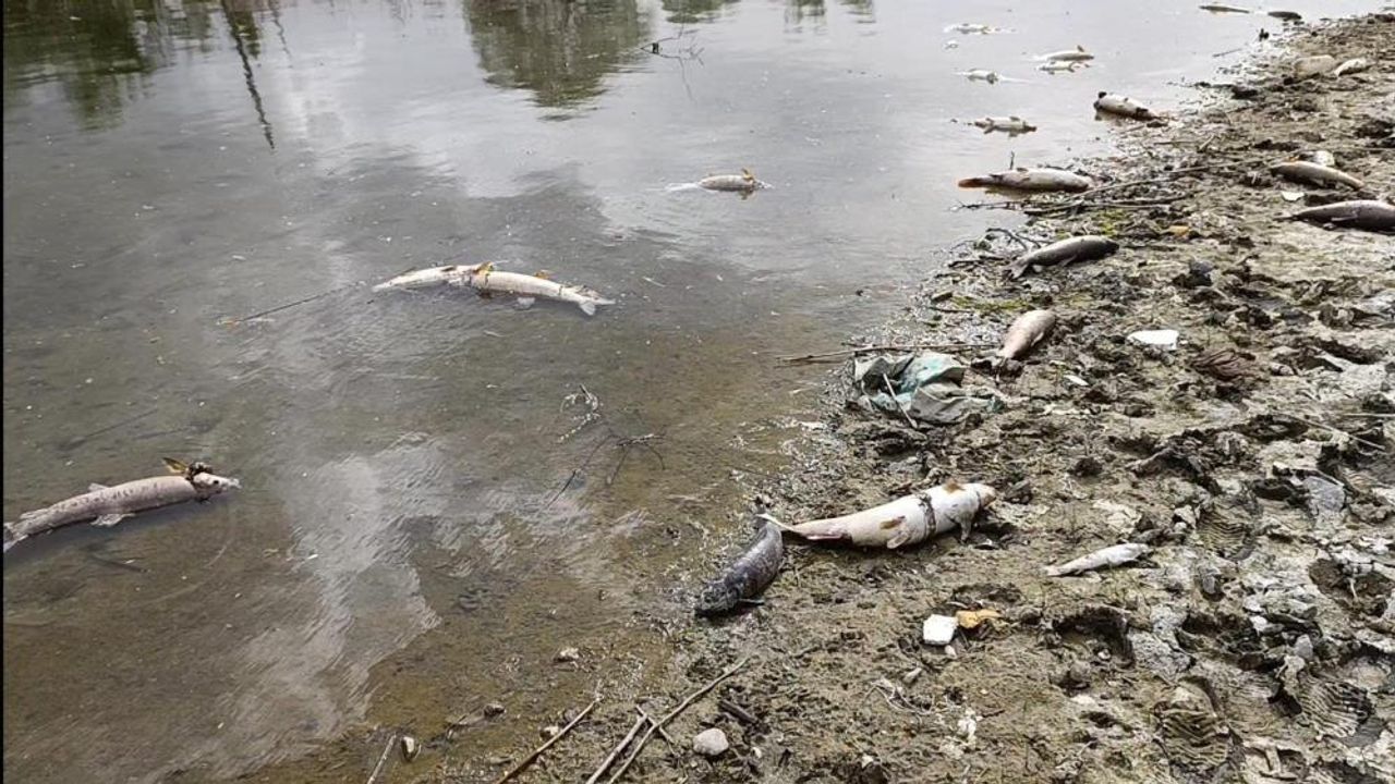 Kızılırmak Nehri'nde elektrik akımıyla avlanan şahıslar onlarca balığı telef etti