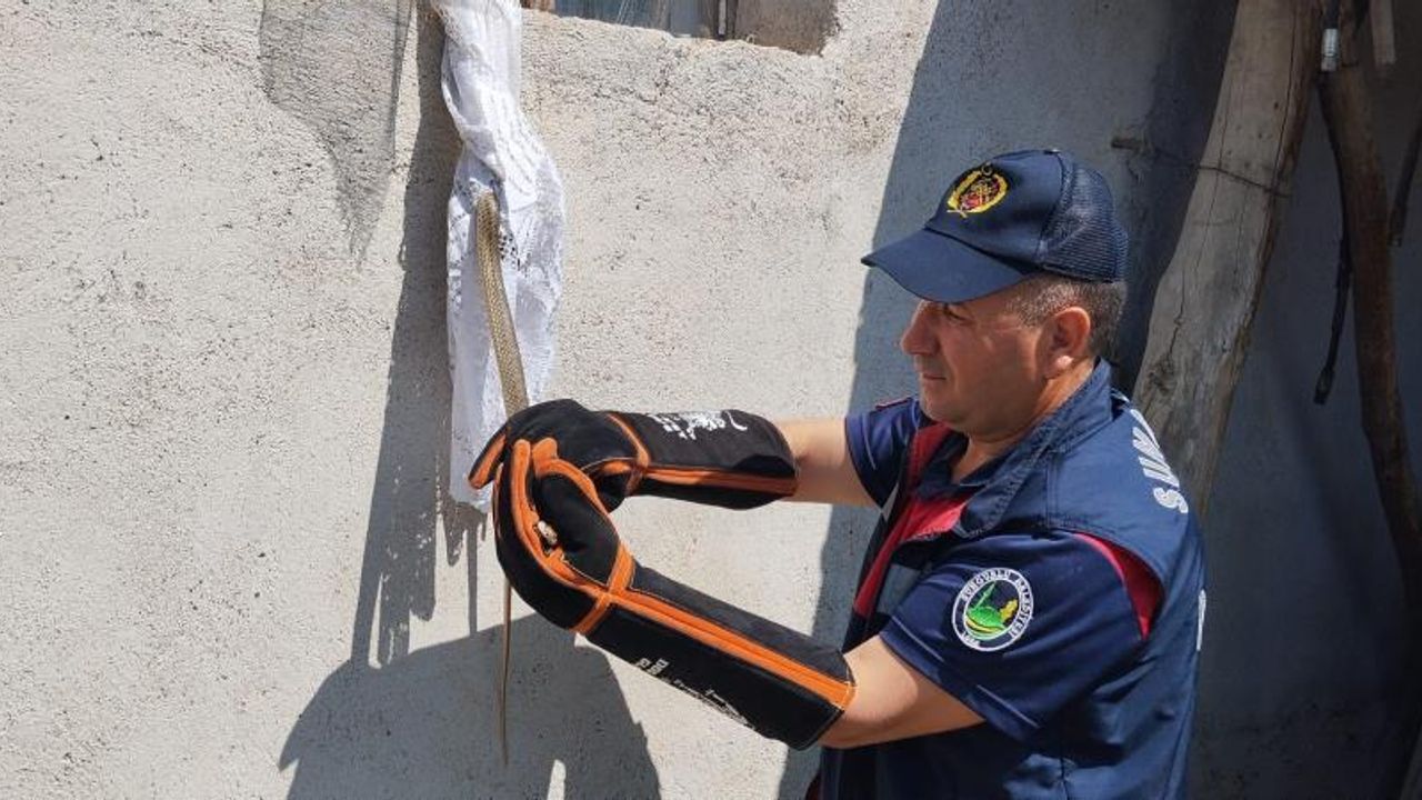 Eve giren yılan itfaiye tarafından yakalandı