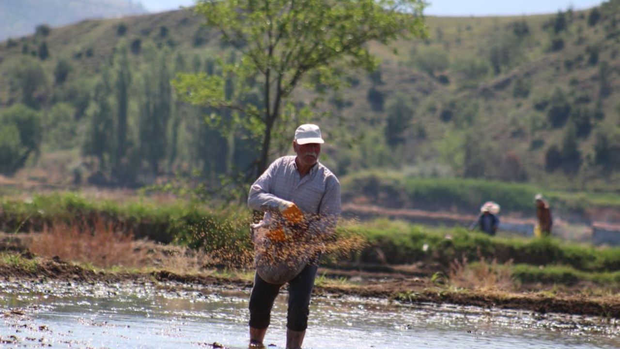 Kızılırmak Nehri'nin beslediği tarlalarda çeltik ekimi başladı