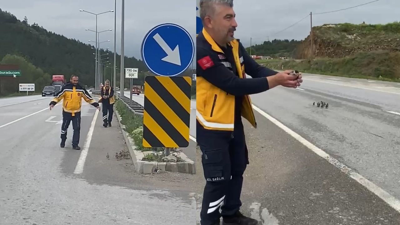 Çorum’da ana yola çıkan yavru ördekleri sağlık ekibi kurtardı! İşte o anlar