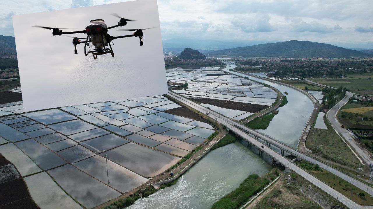 Pirinç üretimiyle öne çıkan Osmancık'ta  dronla çeltik ekimi yapılıyor