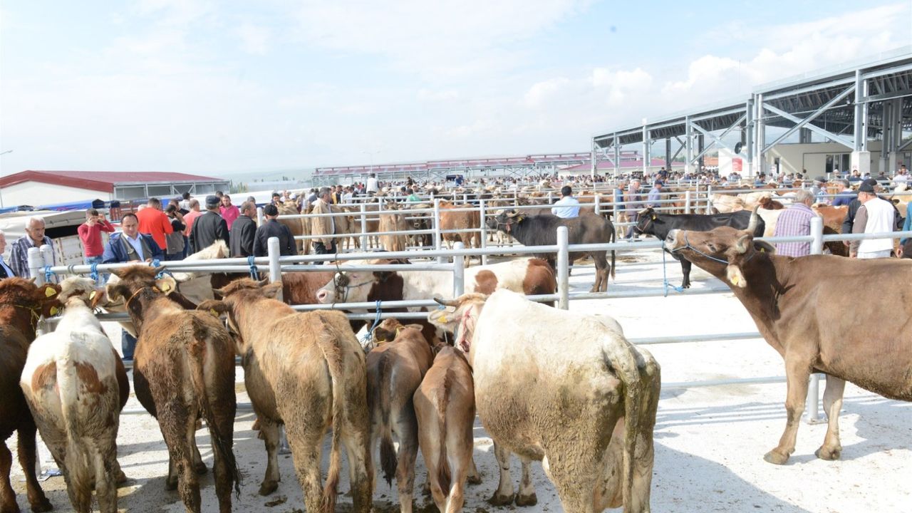 Çorum’da hayvan satış ve  kesimlerine sıkı denetim