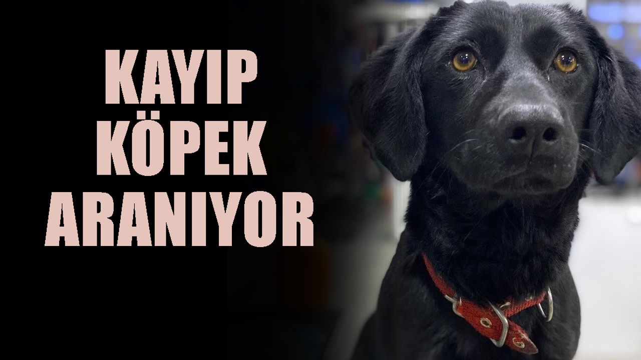 Kayıp köpek aranıyor