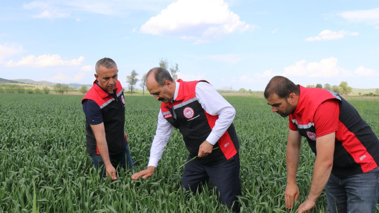 Çorum'da ekili tarlalar incelendi