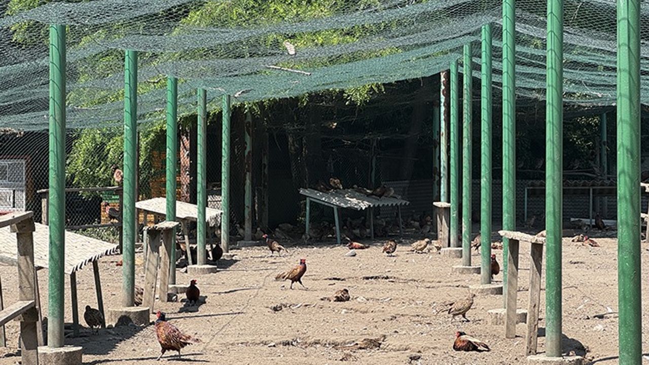 Karadeniz'de doğaya  3 bin sülün salınacak