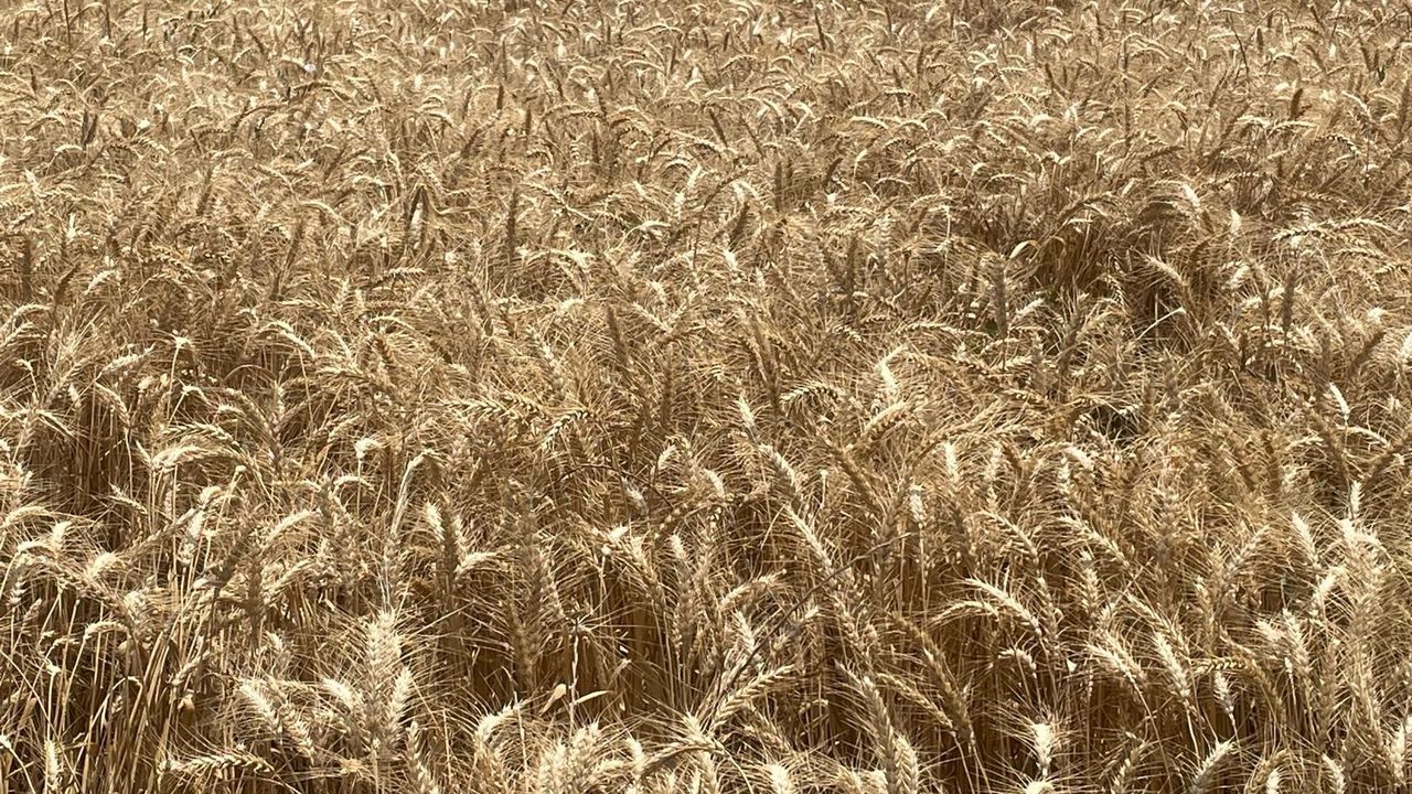 Makarnalık buğdayın tonu 2 bin 760 lira arttı