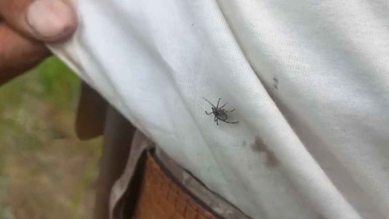 Yozgat’ta keneler görülmeye devam ediyor