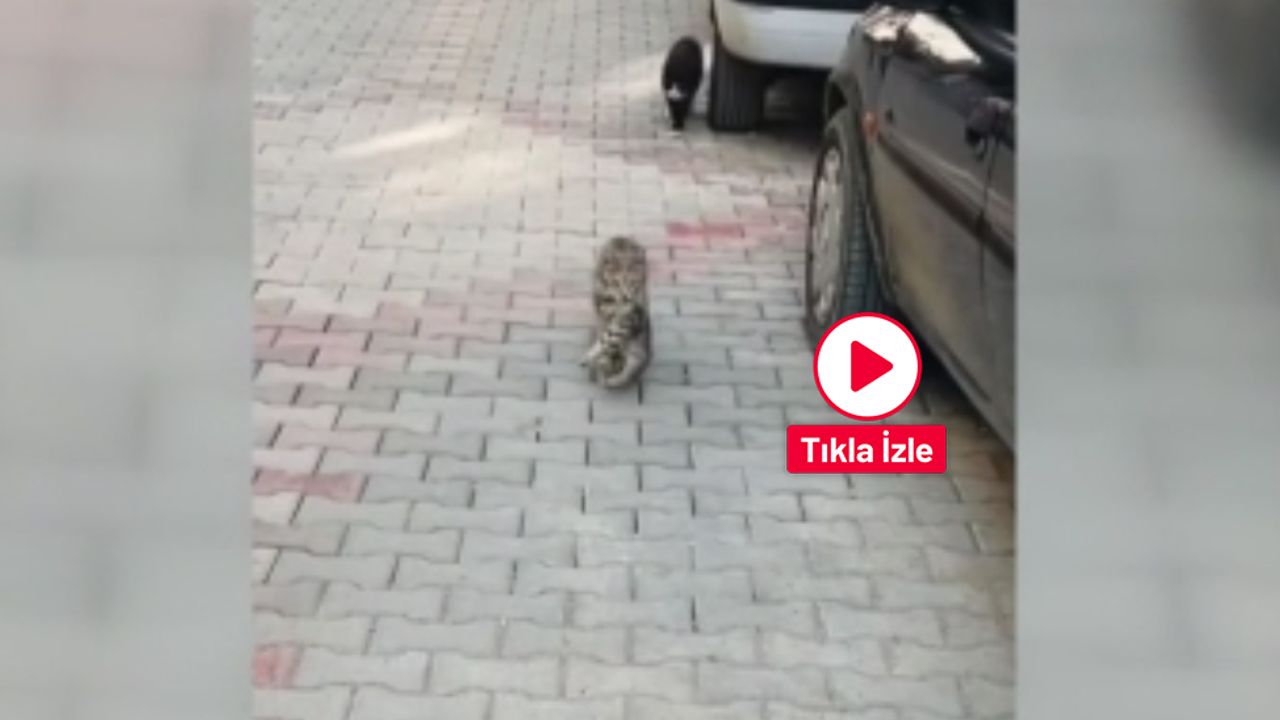 Çorum'da anne kedi yavrusunu ağzında taşıyarak veterine götürdü o anlar kameraya yansıdı