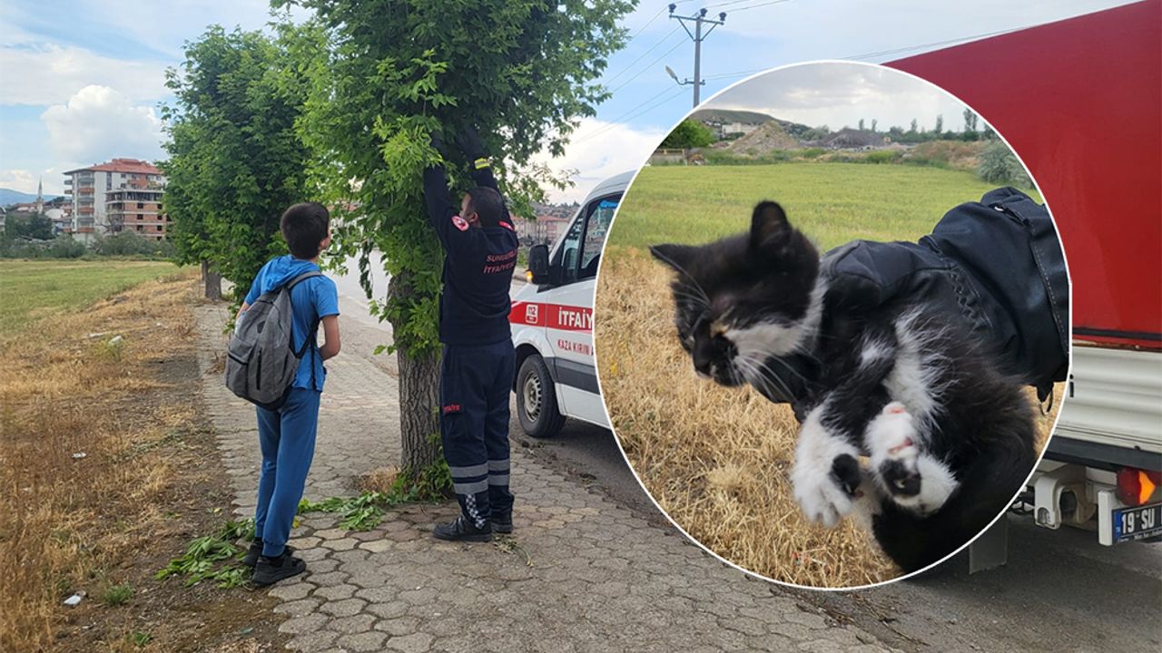Çorum’da gözleri görmeyen yavru kediyi itfaiye kurtardı