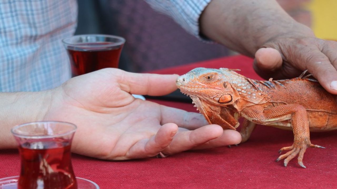 Çorum doğumlu İguana