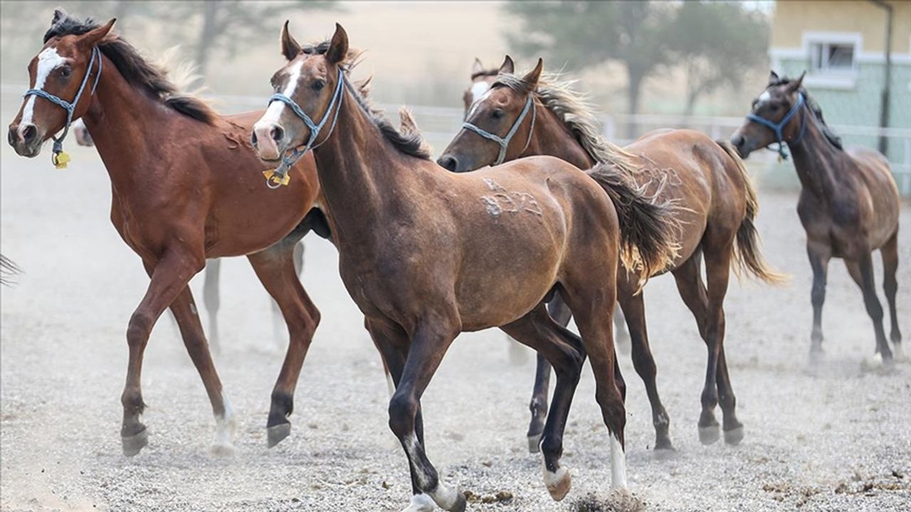TİGEM 59 safkan  Arap tayı satacak