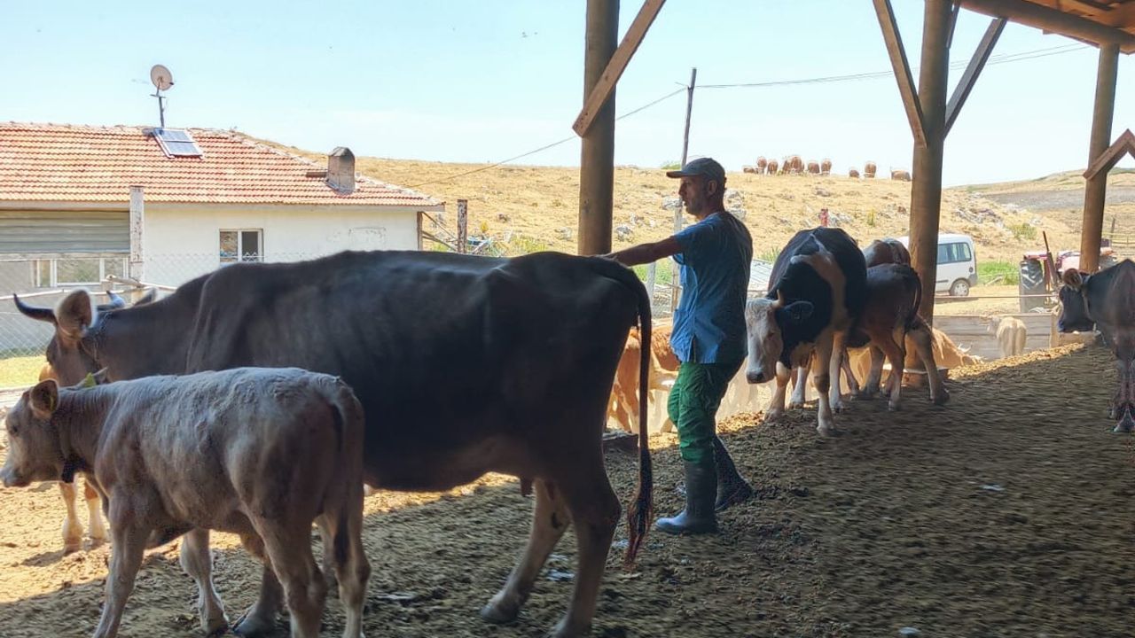 Çorum’da şap hastalığına  karşı aşılama seferberliği