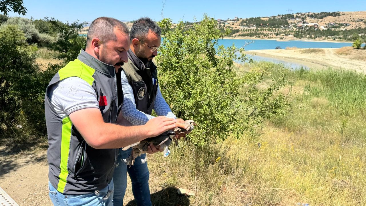 Kene avcıları doğaya salındı