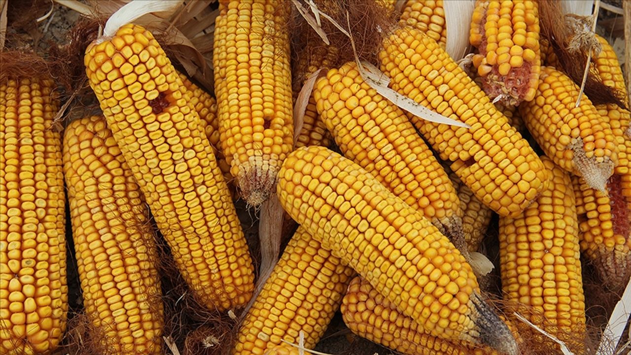 Mısır ithalatında 500 bin  tonluk tarife kontenjanı