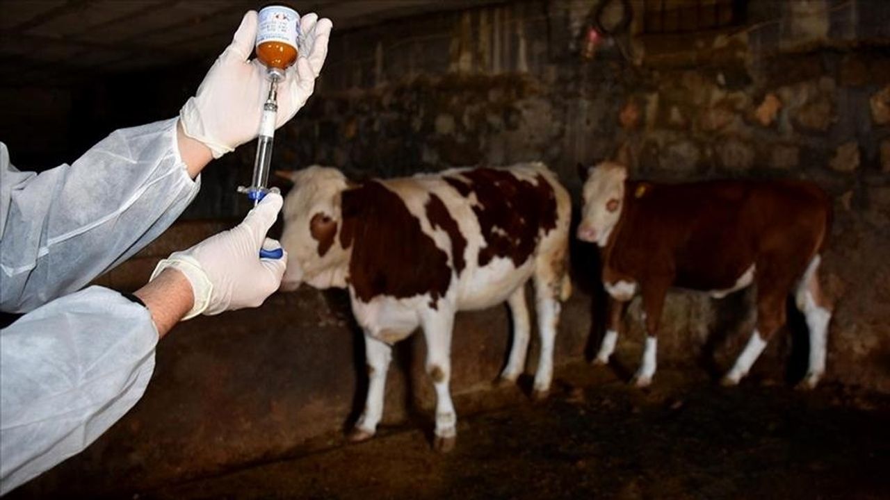 Şap için 6 milyon doz  aşı sahaya sevk edildi